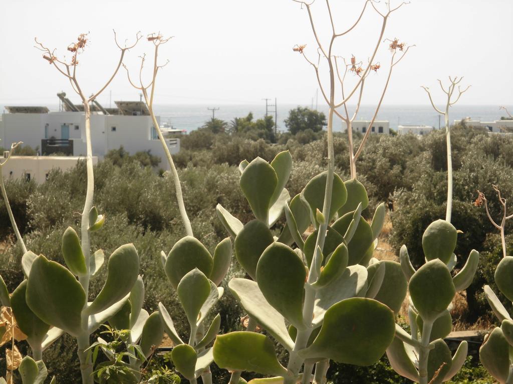 佩利沃里公寓 Platis Gialos  外观 照片